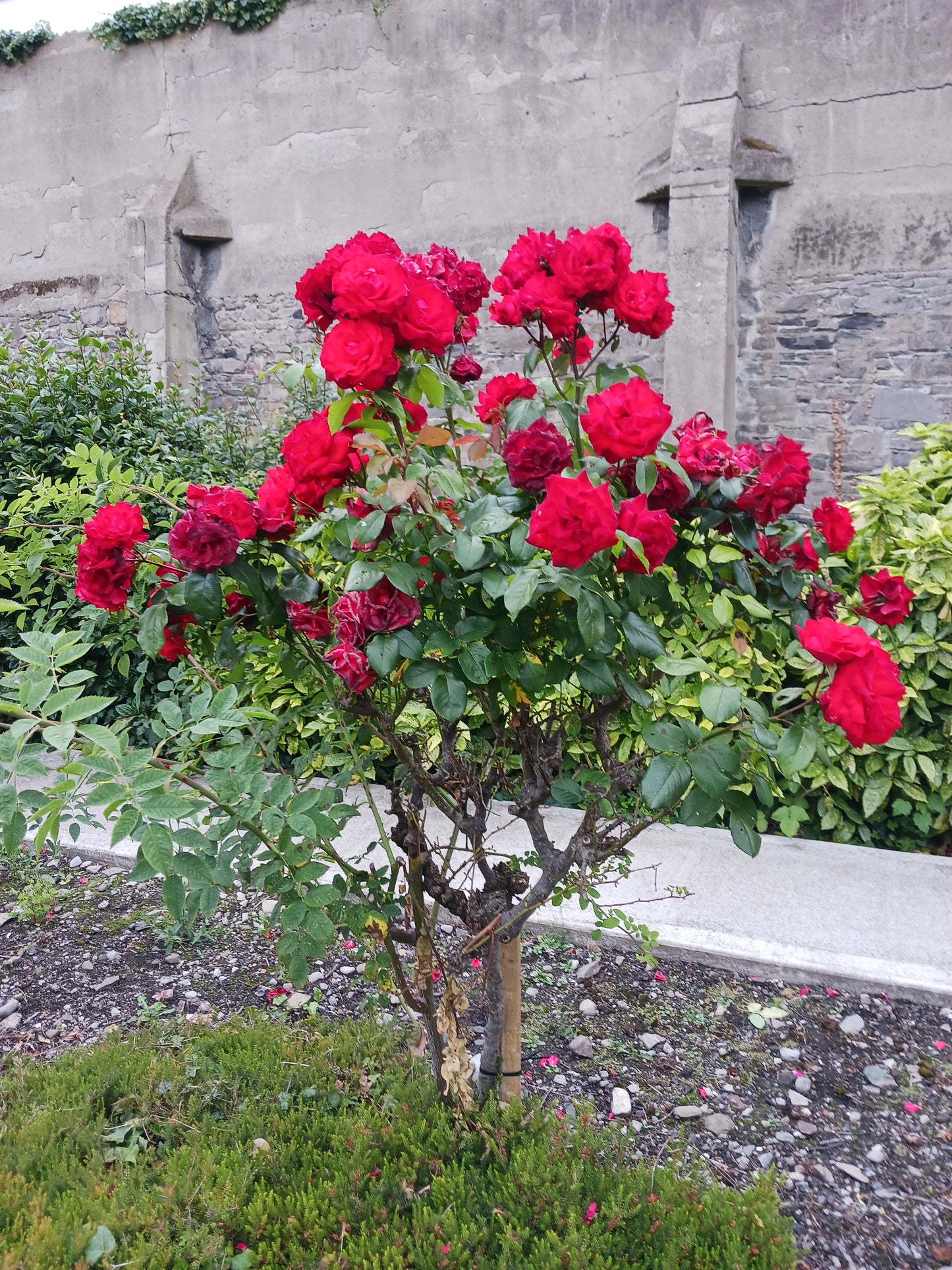 "Beautiful Roses". Photograph by Mr Damien Leech